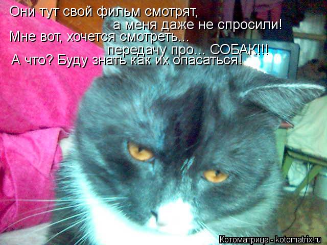Котоматрица: Они тут свой фильм смотрят, а меня даже не спросили! Мне вот, хочется смотреть...  передачу про... СОБАК!!! А что? Буду знать как их опасаться!