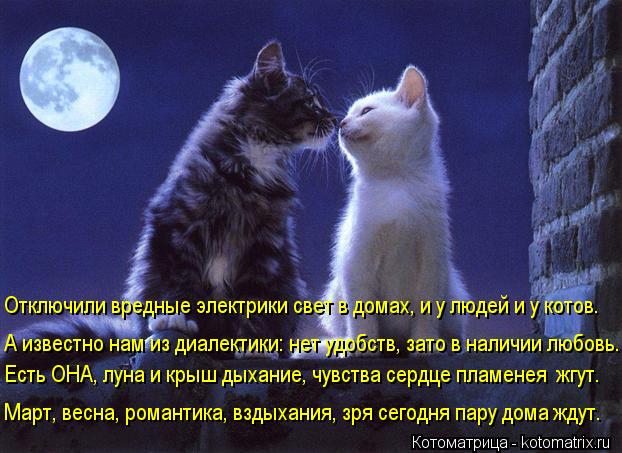 Котоматрица: Отключили вредные электрики свет в домах, и у людей и у котов. А известно нам из диалектики: нет удобств, зато в наличии любовь. Есть ОНА, луна