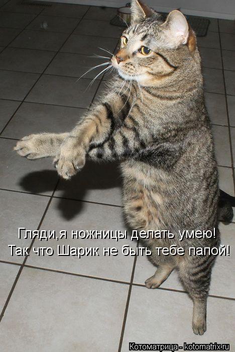 Котоматрица: Гляди,я ножницы делать умею! Так что Шарик не быть тебе папой!