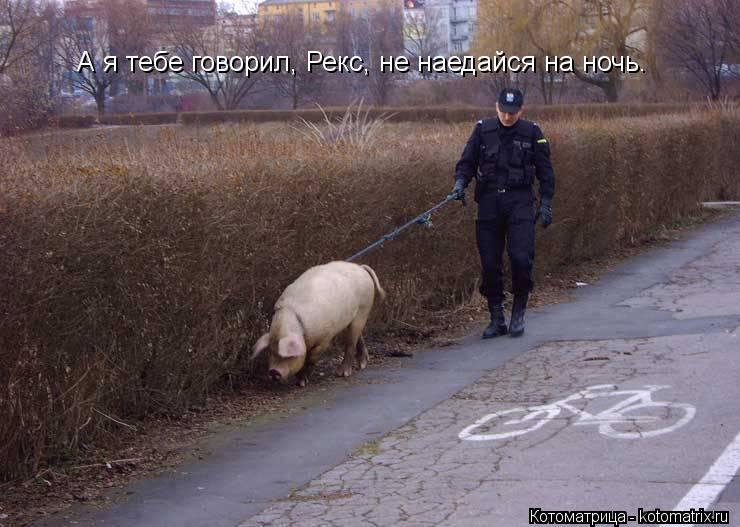 Котоматрица: А я тебе говорил, Рекс, не наедайся на ночь.