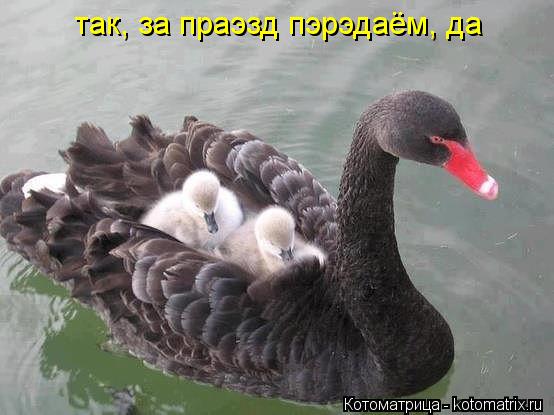Котоматрица: так, за праэзд пэрэдаём, да