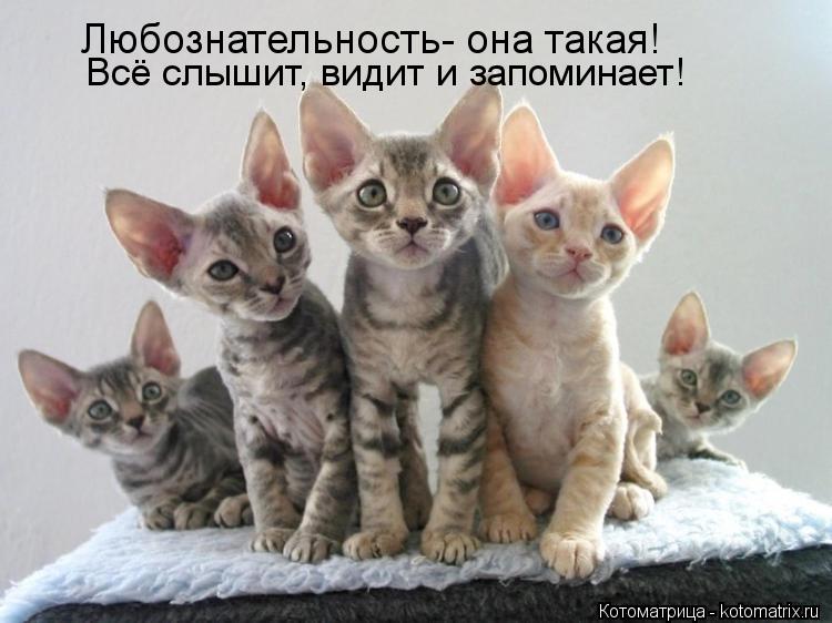 Котоматрица: Любознательность- она такая! Всё слышит, видит и запоминает!