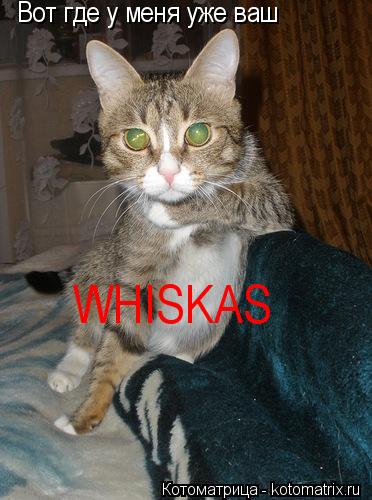 Котоматрица: WHISKAS Вот где у меня уже ваш