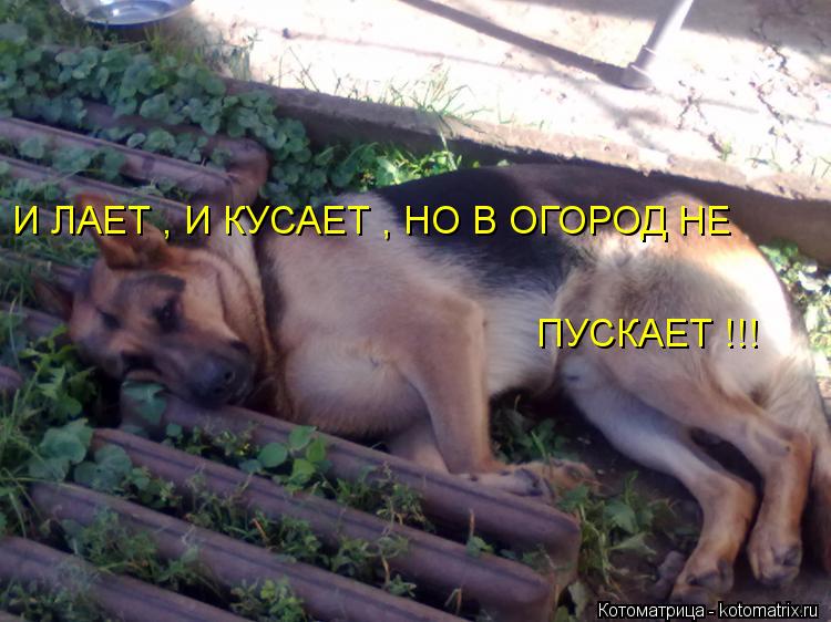 Котоматрица: И ЛАЕТ , И КУСАЕТ , НО В ОГОРОД НЕ ПУСКАЕТ !!!