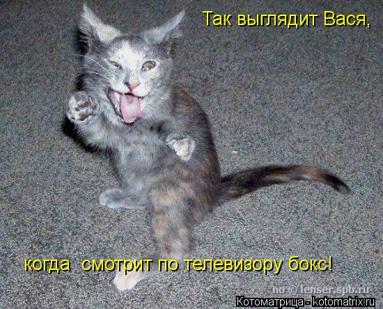 Котоматрица: Так выглядит Вася, когда  смотрит по телевизору бокс!