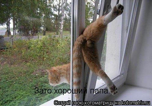 Котоматрица: Зато хороший папа.