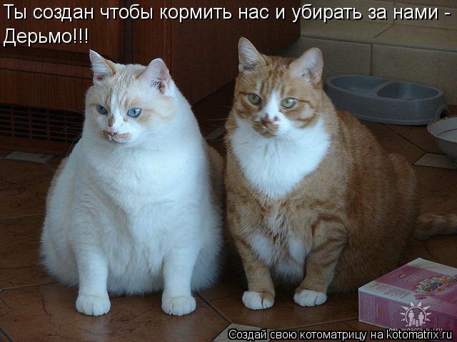 Котоматрица: Дерьмо!!! Ты создан чтобы кормить нас и убирать за нами -