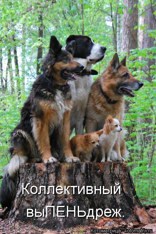 выПЕНЬдреж. Коллективный... Котоматрица: выПЕНЬдреж. Коллективный