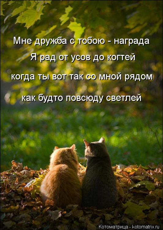 Котоматрица: Мне дружба с тобою - награда Я рад от усов до когтей когда ты вот так со мной рядом как будто повсюду светлей