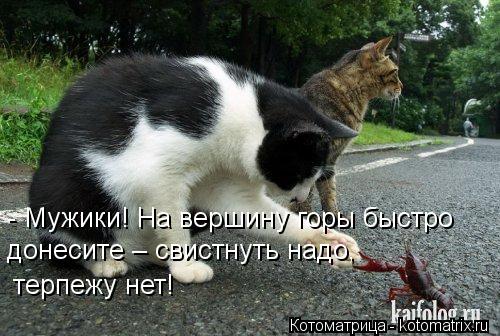 Котоматрица: - Мужики! На вершину горы быстро  донесите – свистнуть надо, терпежу нет!