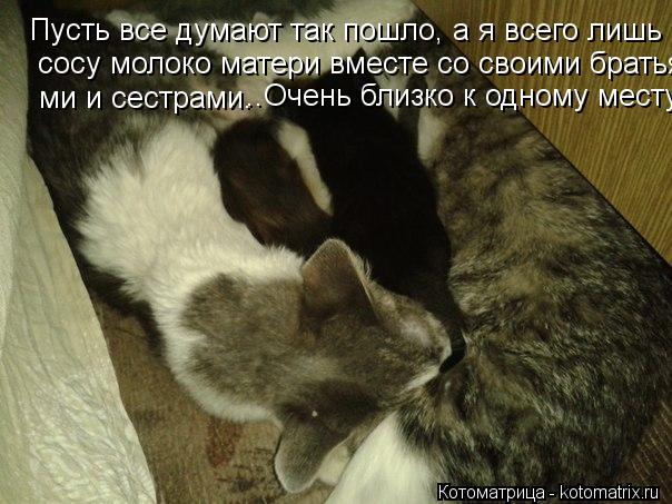 Котоматрица: Пусть все думают так пошло, а я всего лишь сосу молоко матери вместе со своими братьями и сестрами. Пусть все думают так пошло, а я всего лишь