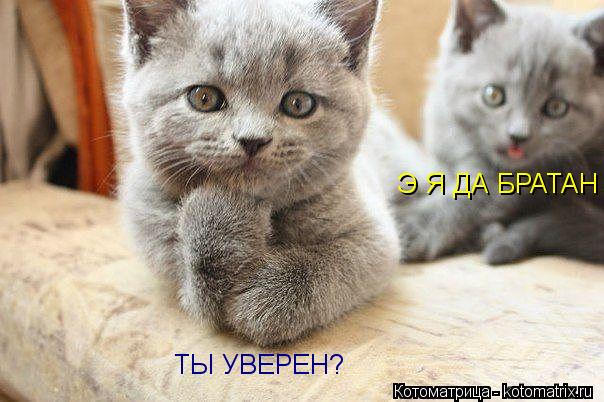 Котоматрица: ТЫ УВЕРЕН? Э Я ДА БРАТАН
