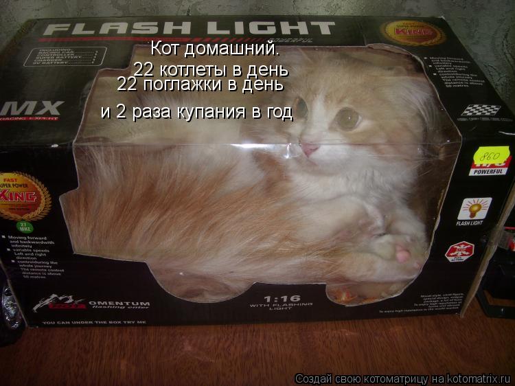 Котоматрица: Кот домашний. 22 котлеты в день 22 поглажки в день и 2 раза купания в год