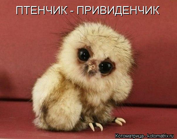 ПТЕНЧИК - ПРИВИДЕНЧИК... Котоматрица: ПТЕНЧИК - ПРИВИДЕНЧИК