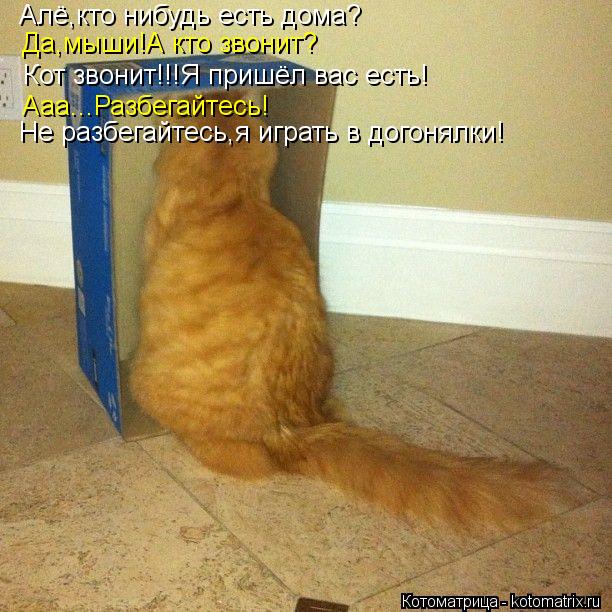 Котоматрица: Алё,кто нибудь есть дома? Да,мыши!А кто звонит? Кот звонит!!!Я пришёл вас есть! Ааа...Разбегайтесь! Не разбегайтесь,я играть в догонялки!