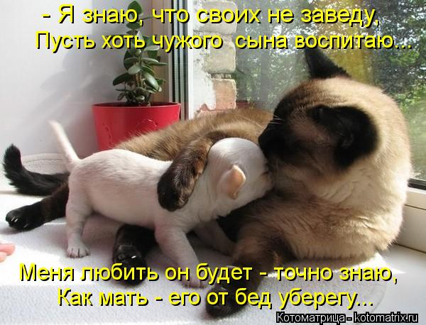 Котоматрица: - Я знаю, что своих не заведу, Пусть хоть чужого  сына воспитаю... Меня любить он будет - точно знаю, Как мать - его от бед уберегу...