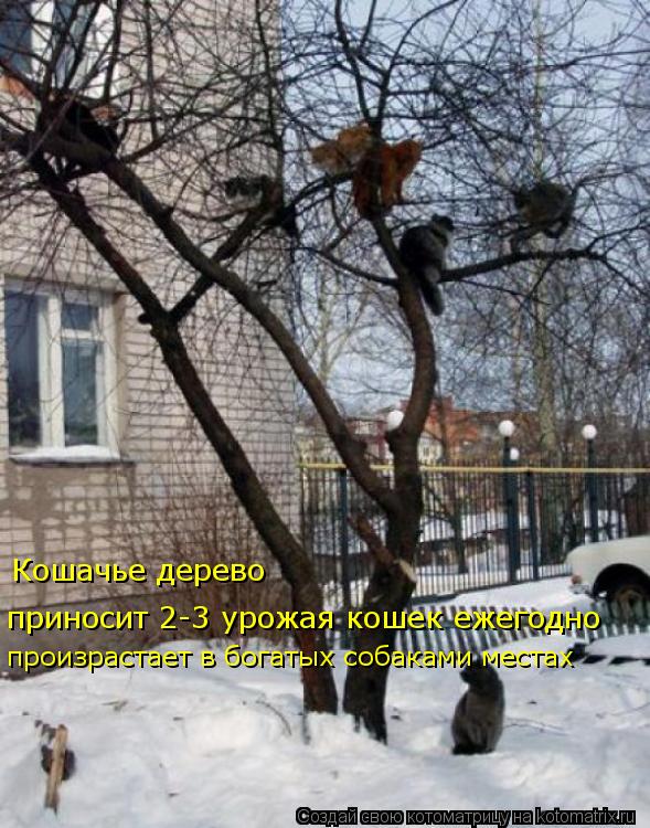 Котоматрица: Кошачье дерево приносит 2-3 урожая кошек ежегодно произрастает в богатых собаками местах