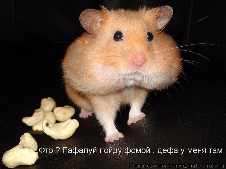 Котоматрица: - Фто ?  - Фто ? Пафалуй пойду фомой , дефа у меня там ...