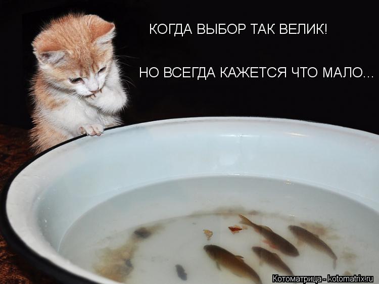 Котоматрица: КОГДА ВЫБОР ТАК ВЕЛИК! НО ВСЕГДА КАЖЕТСЯ ЧТО МАЛО...
