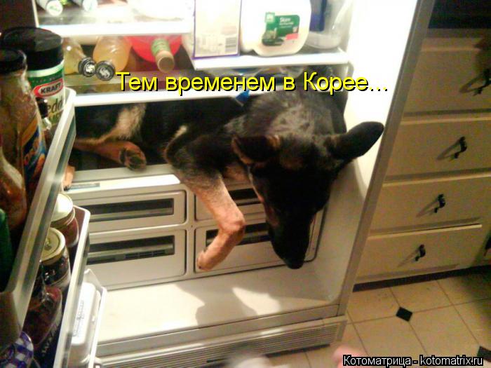 Котоматрица: Тем временем в Корее...