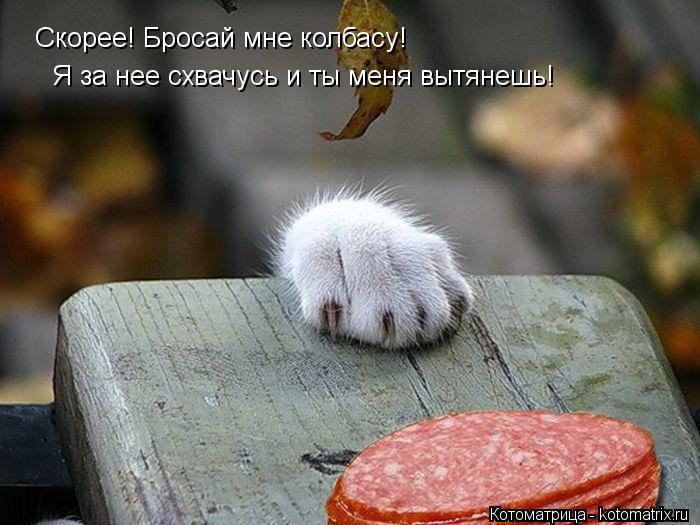 Котоматрица: Скорее! Бросай мне колбасу! Я за нее схвачусь и ты меня вытянешь!