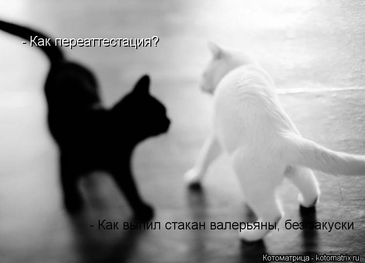 Котоматрица: - Как переаттестация? - Как выпил стакан валерьяны, без закуски