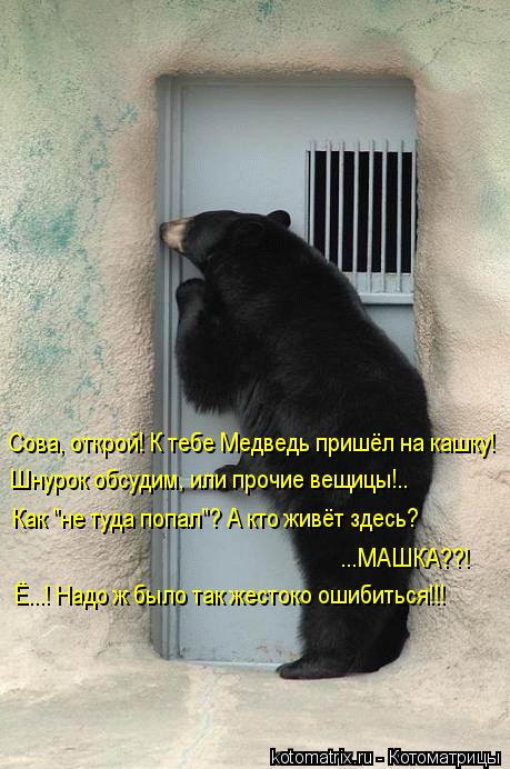 Котоматрица: Сова, открой! К тебе Медведь пришёл на кашку! Шнурок обсудим, или прочие вещицы!.. Как "не туда попал"? А кто живёт здесь?  ...МАШКА??! Ё...! Надо ж бы