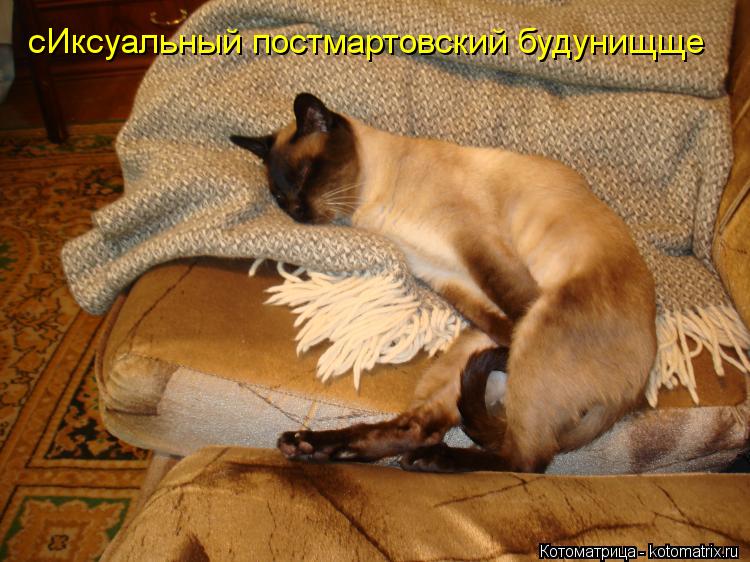 Котоматрица: сИксуальный постмартовский будунищще