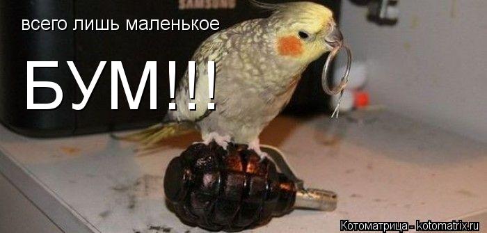 Котоматрица: всего лишь маленькое БУМ!!!