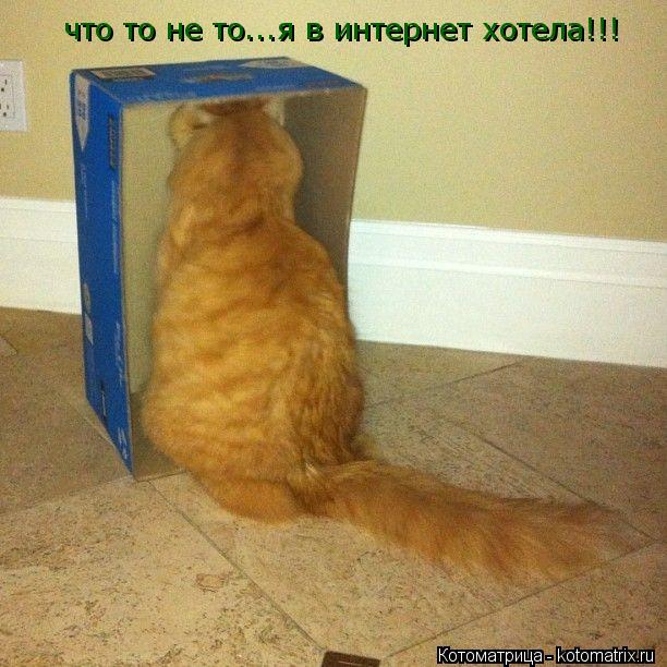 Котоматрица: что то не то...я в интернет хотела!!!