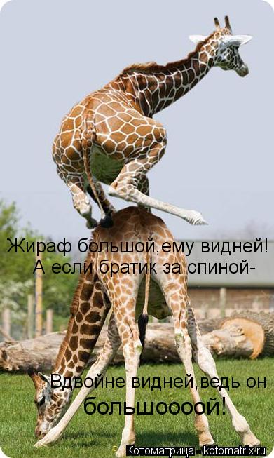 Котоматрица: Жираф большой,ему видней! А если братик за спиной- Вдвойне видней,ведь он  большоооой!