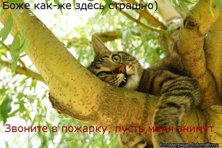 Котоматрица: Боже как-же здесь страшно) Звоните в пожарку, пусть меня знимут