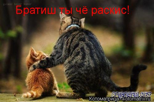 Котоматрица: Братиш ты чё раскис!