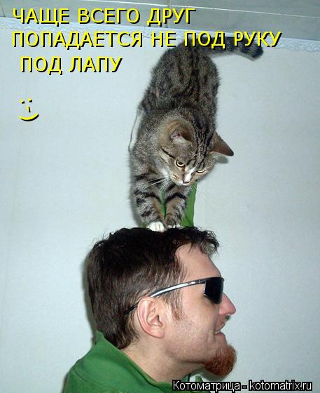 Котоматрица: ЧАЩЕ ВСЕГО ДРУГ ПОПАДАЕТСЯ НЕ ПОД РУКУ  ПОД ЛАПУ :-)