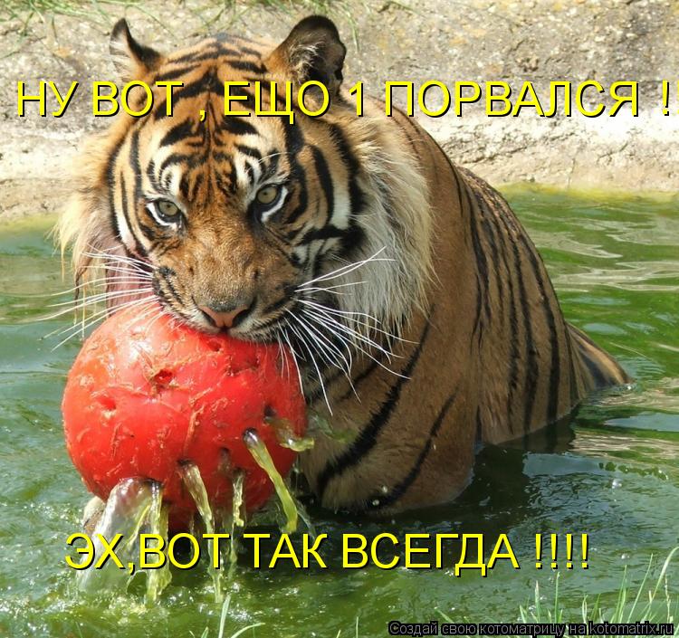 Котоматрица: НУ ВОТ , ЕЩО 1 ПОРВАЛСЯ ЭХ,ВОТ ТАК ВСЕГДА !!!!  !!