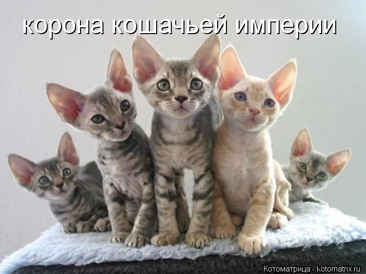 Котоматрица: корона кошачьей империи