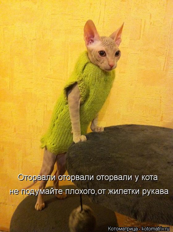 Котоматрица: Оторвали оторвали оторвали у кота не подумайте плохого,от жилетки рукава