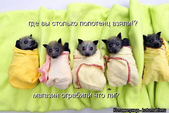 Котоматрица: где вы столько полотенц взяли!? магазин ограбили что ли?