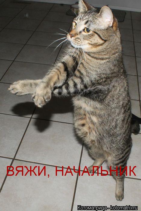 Котоматрица: ВЯЖИ, НАЧАЛЬНИК