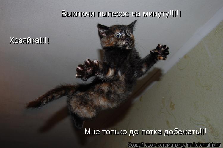 Котоматрица: Хозяйка!!!! Выключи пылесос на минуту!!!!! Мне только до лотка добежать!!! Хозяйка!!!!