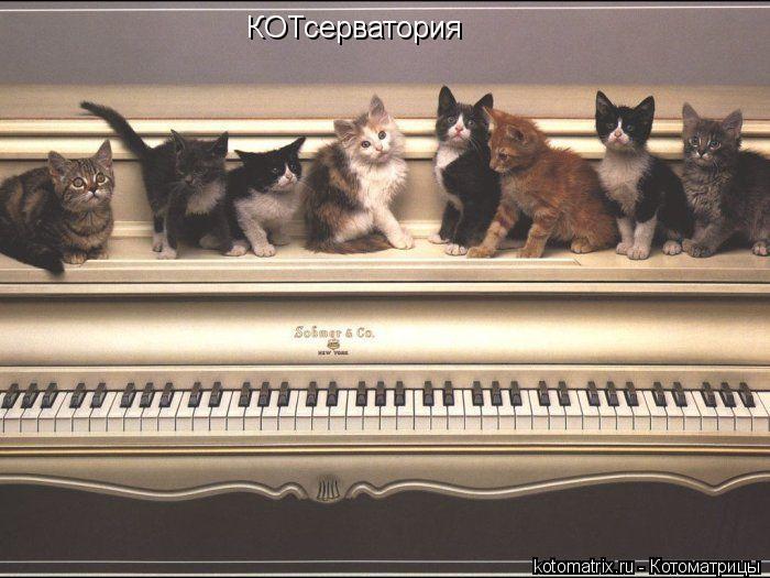 Котоматрица: КОТсерватория