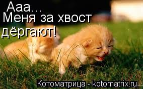 Котоматрица: Ааа... Меня за хвост дёргают!
