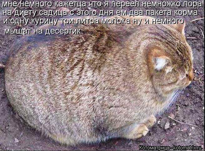 Котоматрица: мне немного кажетца что я переел немножко пора на на диету садица с этого дня ем два пакета корма  и одну курицу три литра молока ну и немног