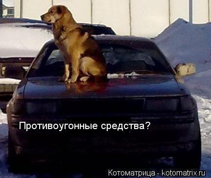 Котоматрица: Противоугонные средства?