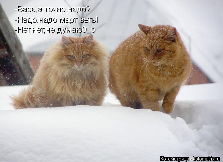 Котоматрица: -Вась,а точно надо? -Надо.надо март веть! -Нет,нет,не думаю0_о