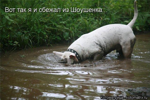 Котоматрица: Вот так я и сбежал из Шоушенка...