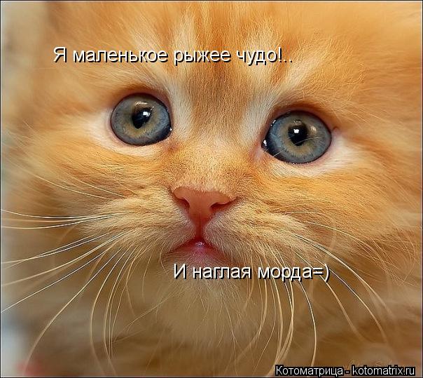 Котоматрица: Я маленькое рыжее чудо!.. И наглая морда=)