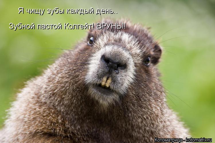 Котоматрица: Я чищу зубы каждый день.. Зубной пастой Колгейт! ВРУНЫ!