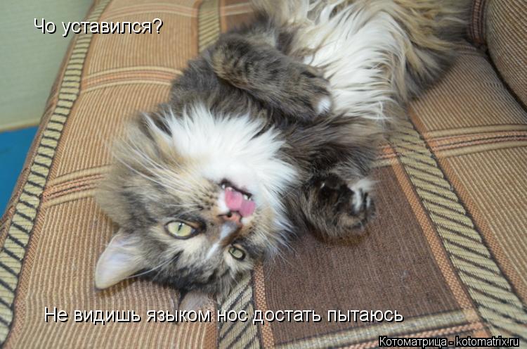 Котоматрица: Чо уставился? Чо уставился? Не видишь языком нос достать пытаюсь Не видишь языком нос достать пытаюсь