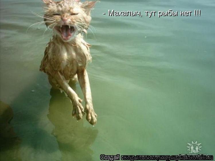 Котоматрица: - Махалыч, тут рыбы нет !!!